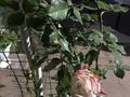 Жеке үй · 4 бөлме · 180 м² · 10 жүзд., Геофизик 50 — Напротив садоводческий коллектив Буравик, бағасы: 39 млн ₸ в Актобе, мкр Акжар — фото 16