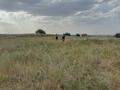 Жер телімі · 8 сотық, Жобалама 1 В, бағасы: 5 млн ₸ в Каскелене — фото 6