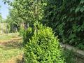 Дача · 4 комнаты · 120 м², Село Шубарсу 328 — ул. Жетыказына за 35 000 〒 в Шымкенте, Абайский р-н — фото 58