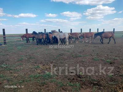 Сельское хозяйство · 1600 м² за 110 млн ₸ в Экибастузе