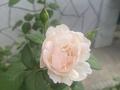 Отдельный дом · 5 комнат · 203 м² · 6 сот., Кунаева — Около улицы Богдана Хмельницкого за 135 млн ₸ в Алматы, Турксибский р-н — фото 4