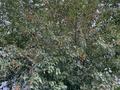 Саяжай · 2 бөлме · 40 м² · 12 жүзд., Локомотивное депо 2 26 — Район Келешек, бағасы: 14.7 млн ₸ в Актобе, жилой массив Жилянка — фото 12