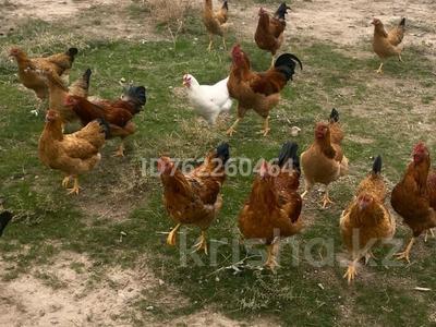 Участок · 200 соток, Темирлановка за ~ 111.1 млн 〒