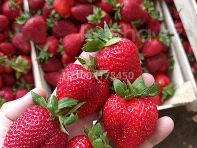 Клубничный действующий бизнес (цена занижена) · 90000 м² за 155 млн 〒 в Узынагаш