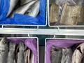 Готовый бизнес с помещением «магазин рыбы и морепродуктов» · 95.5 м² за 80 млн ₸ в Астане, Нура р-н — фото 24
