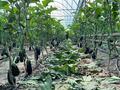 Сельское хозяйство • 100000 м² за 100 млн 〒 в Касымбек датка — фото 2