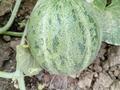 Отдельный дом · 5 комнат · 170 м² · 8 сот., 631 92 за 36 млн ₸ в  — фото 11