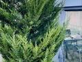 Отдельный дом · 6 комнат · 150 м² · 7 сот., Көкжиек 31 за 60 млн ₸ в Кыргауылдах — фото 34