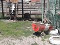 Жеке үй · 10 бөлме · 500 м² · 8 жүзд., Байзак батыра, бағасы: 50 млн ₸ в Таразе — фото 10