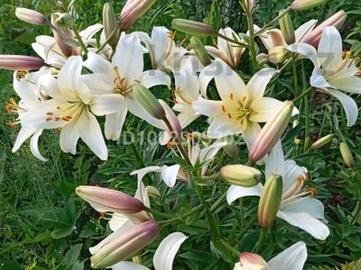 Отдельный дом · 2 комнаты · 25 м² · 6 сот., Новинка за 4.5 млн 〒 в Петропавловске