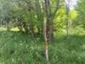 Жер телімі · 8 сотық, ДП Дина 42, бағасы: 3.7 млн ₸ в  — фото 9