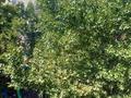 3-комнатная квартира · 64 м² · 5/5 этаж, Площадь Альфараби 5А — торговый центр Плаза за 18 млн ₸ в Шымкенте, Аль-Фарабийский р-н