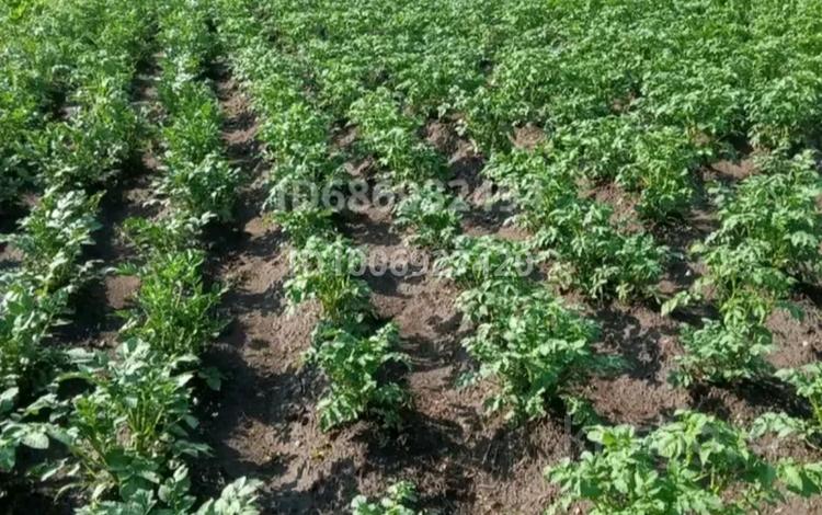 Дача · 3 комнаты · 100 м² · 6 сот., Солнечная 63 за 2 млн 〒 в Усть-Каменогорске, Ахмирово — фото 2