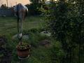 Жеке үй · 7 бөлме · 350 м², Богенбай батыра 2 — На кольце, бағасы: 150 000 ₸ в Бурабае — фото 47