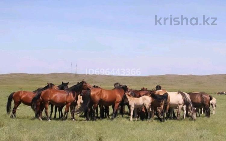 Крестьянское хозяйство по разведению лошадей, коров, баранов · 100000 м² за 295 млн ₸ в Жанаарка — фото 4