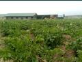 Сельское хозяйство • 22300 м² за 45 млн 〒 в Сауыншы — фото 2