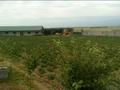 Сельское хозяйство • 22300 м² за 45 млн 〒 в Сауыншы — фото 5