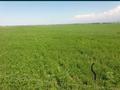 Сельское хозяйство • 22300 м² за 45 млн 〒 в Сауыншы — фото 6