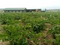 Сельское хозяйство • 22300 м² за 45 млн 〒 в Сауыншы — фото 8