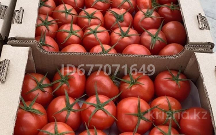 Сельское хозяйство • 3 м² за 1 млрд 〒 в Шымкенте, Каратауский р-н — фото 2