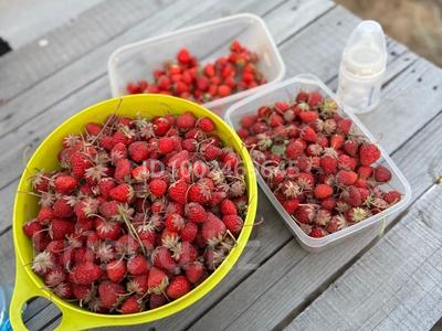 Участок · 7 соток, Гиолг 70 за 4.5 млн 〒 в Батыре