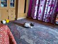 Отдельный дом · 4 комнаты · 62 м² · 5.5 сот., ул. Ж. Байгисиева 59 за 45 млн 〒 в Таразе — фото 4
