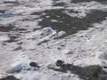 Жер телімі · 12 сотық, Акши, бағасы: 3.8 млн ₸ — фото 2