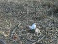 Участок · 6 соток, Жандосов за 5 млн ₸