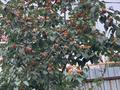 Отдельный дом · 3 комнаты · 100 м² · 6 сот., Туймебая, Батыр желтоксан 95 — Мадяар кошесмен желтоңсан көшесыкилсы за 19 млн ₸ в  — фото 28