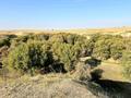 Сельское хозяйство · 1200 м² за 110 млн ₸ в Шымкенте, Абайский р-н — фото 25
