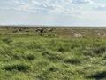 Участок · 1300 га, Село Сарепта 1 — От Караганды 60.км село Сарепта за 22 млн ₸ в Абай — фото 2
