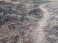 Жер телімі 7 сотық, Көк төбе, бағасы: 4.3 млн 〒 в Жамбыле — фото 2