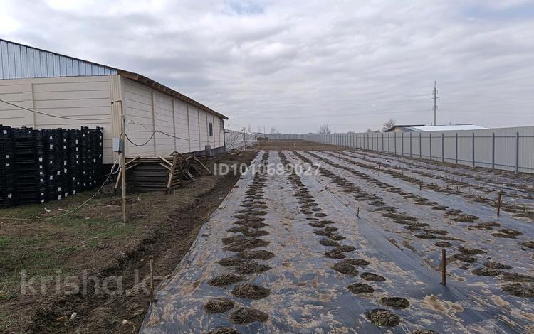 Тепличное хозяйства · 10000 м² за 200 млн ₸ в Талгаре — фото 2