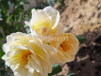 Жер телімі · 12 сотық, Сот Южный, бағасы: 5 млн 〒 в Батыре