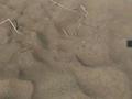 Жер телімі 100 сотық, Тарангылык, бағасы: 70 млн 〒 в Балхаше — фото 5