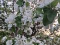 Дача · 3 комнаты · 50 м² · 7 сот., 2я береговая 141 — Авиатор (за ГЭС) за 3 млн ₸ в Усть-Каменогорске — фото 14