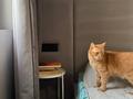 2-комнатная квартира · 50 м² · 10/14 этаж, Утепова 20 — Утепова - Розыбакиева за 430 000 ₸ в Алматы, Бостандыкский р-н — фото 7