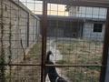 Отдельный дом · 6 комнат · 250 м² · 10 сот., мкр Бектобе, Мкр Бектобе Жолшыбекова — Тауке Хана за 90 млн ₸ в Таразе — фото 46