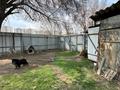 Отдельный дом · 4 комнаты · 144 м² · 16.7 сот., мкр Калкаман-2, Кадырбекова 9 за 130 млн ₸ в Алматы, Наурызбайский р-н — фото 4