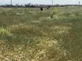 Участок · 8 соток, Абайский р-н, мкр Нуршуак за 13.5 млн ₸ в Шымкенте — фото 2