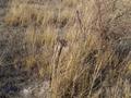 Жер телімі 55 сотық, Кабанбай — Алаколь, бағасы: ~ 44 млн 〒 в Урджаре — фото 2