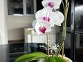 3-бөлмелі пәтер · 116 м² · 5/5 қабат, Ауэзова, бағасы: 37 млн ₸ в Аксу — фото 16