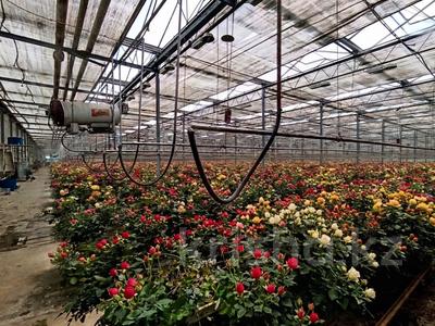 Готовый прибыльный бизнес: Тепличный комплекс по выращиванию роз! · 11382 м², бағасы: 1.7 млрд ₸ в Алматы, Ауэзовский р-н