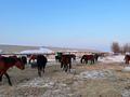 Ауыл шаруашылығы • 1500 м², бағасы: 35 млн 〒 в Туркестанской обл. — фото 12
