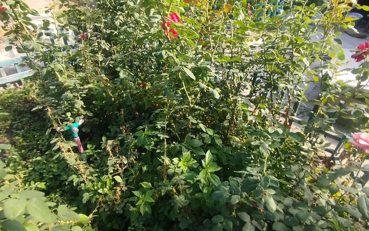 Отдельный дом · 4 комнаты · 79 м² · 6 сот., мкр Кемел (Первомайское), Шекспира 484 за 58 млн ₸ в Алматы, Жетысуский р-н — фото 2