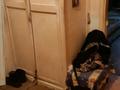3-комнатная квартира · 62 м² · 1/5 этаж, Валиханова — ЖК.Евразия за 16.5 млн ₸ в Петропавловске — фото 10
