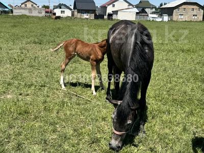 Фазенду · 780 м² за 60 млн ₸ в Батане