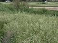 Жер телімі · 7.5 га, Трасса Тараз Чимкент — Вдоль автобана в спуске новой и старой дороги, бағасы: 15 млн ₸ в Айша-Биби — фото 43