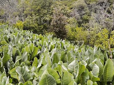 Участок · 2.2 га, Лесная сказка за 49 млн 〒 в 