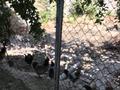 Отдельный дом · 4 комнаты · 110 м² · 14 сот., Шымкент Плаза , ул Ирек 23 — Джангильдина -Шымкент Плаза, улица Конаева за 82 млн ₸ в Аль-Фарабийский р-н — фото 14